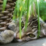 Plantas que gatos podem comer: conheça as boas e as tóxicas