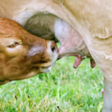 A vaca precisa estar prenha para dar leite? Veja a resposta 