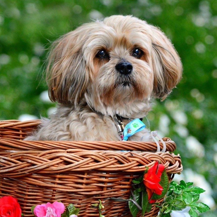 Lhasa Apso ou Shih Tzu, você sabe a diferença? Saiba agora!