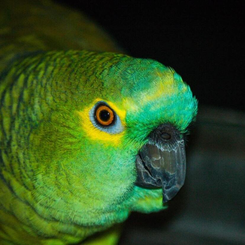 Preço do papagaio-verdadeiro: veja quanto custa e os gastos