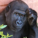 O que significa sonhar com gorila? Preto, bravo, morto, gigante e mais