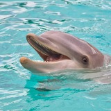 O que significa sonhar com golfinho? Pulando, brincando, nadando e mais