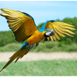 Aves da Amazônia: capitão do mato, japiim, sabiá e mais