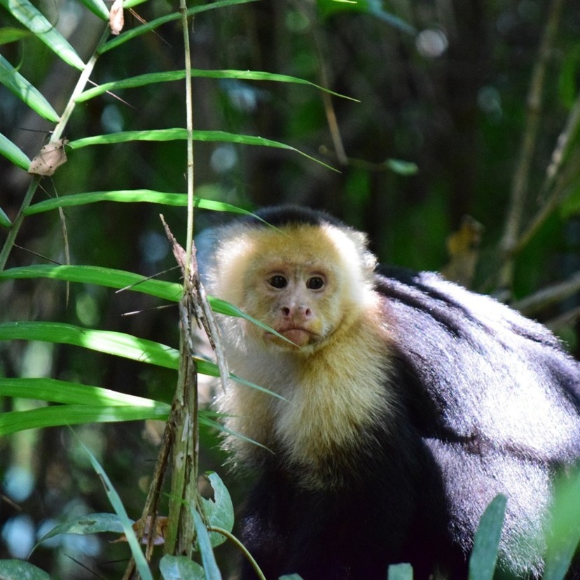 Macaco-prego: veja características, como criar, preço e mais