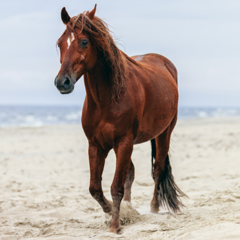 Qual a raça de cavalo mais cara do mundo? Conheça 14 raças!