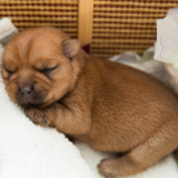 Como aquecer filhotes de cachorro recém-nascidos? Dicas e cuidados