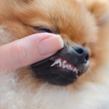Cachorro troca de dente? Veja dúvidas e dicas importantes