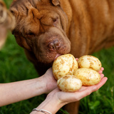 Cachorro pode comer batata? Veja dicas e cuidados a tomar