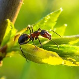 Como acabar com formigas nas plantas do jardim: métodos caseiros e mais