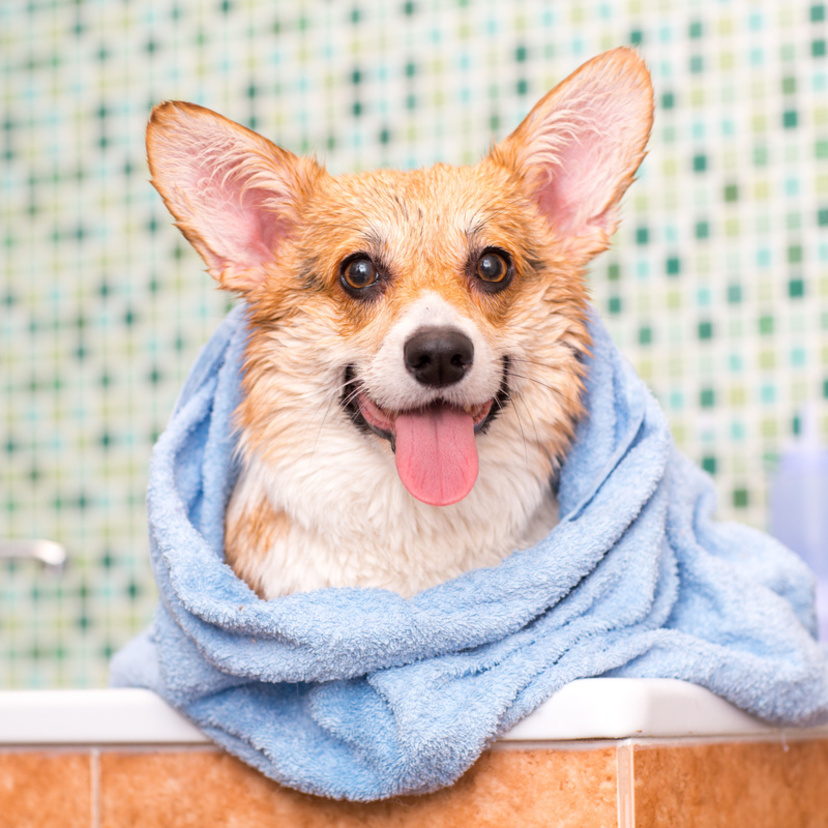Banho em cachorro: veja como dar, frequência e cuidados