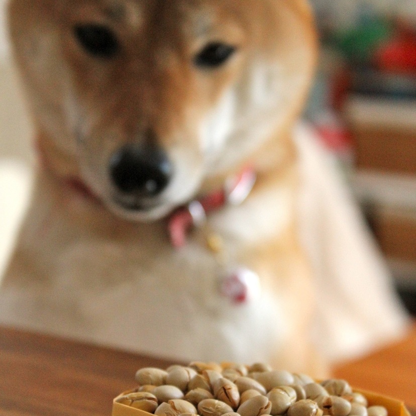Cachorro pode comer feijão? Preto, cozido, com arroz e mais