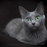 Gato azul russo: veja curiosidades da raça, preço e cuidados 