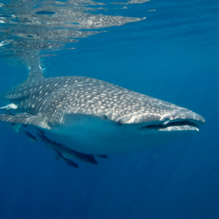 Tubarão-baleia: veja tamanho, peso, se é perigoso e mais