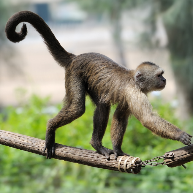 Macaco sagui: 5 curiosidades sobre o menor macaco do planeta