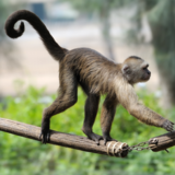 Curiosidades sobre o macaco: inteligência, aparência e mais