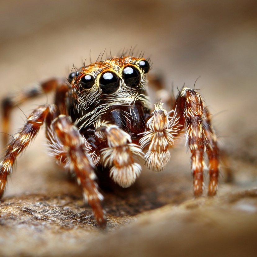 Quantos olhos tem uma aranha? Veja esta e outras curiosidades!