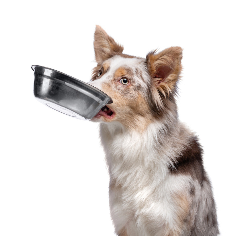 Livro de receitas de comida para cachorro: confira as melhores!