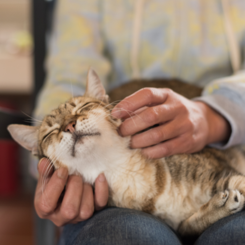 Adaptação de gatos a novos donos: como acostumá-los à nova casa