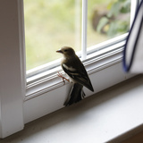 Descubra o que significa um passarinho pousar na janela 
