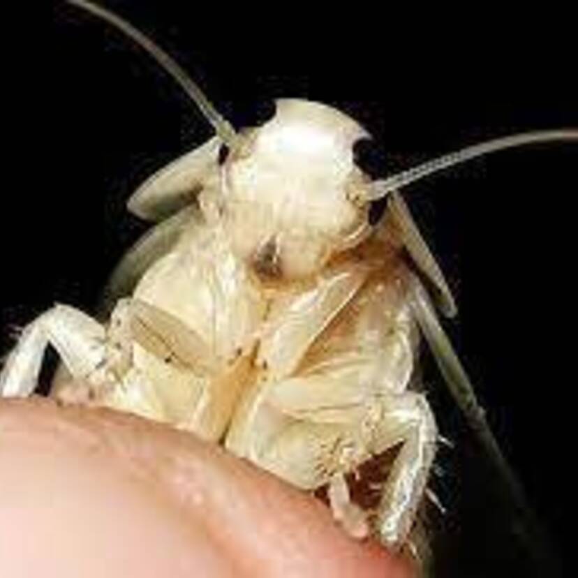 Barata branca? Confira características e curiosidades deste inseto!