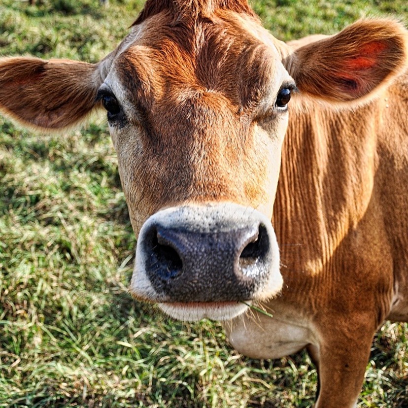 Vaca Jersey: veja medidas, gestação, leite, preço e mais!