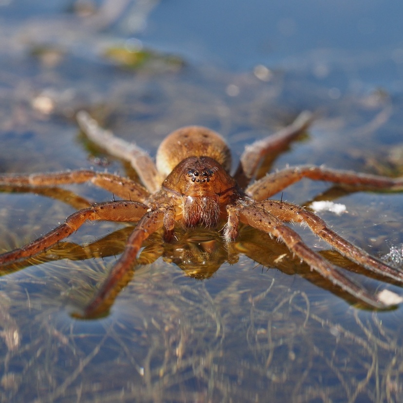 Aranha d'água: características, espécies, alimentação e mais