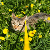 Espantar gatos do jardim: dicas de como mantê-los longe!