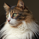 Os gatos mais lindos do mundo: veja a lista com 20 raças 