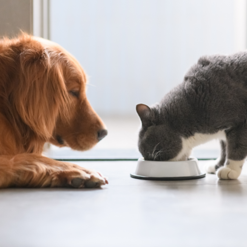 Cachorro pode comer ração de gato? Descubra se o alimento é seguro!