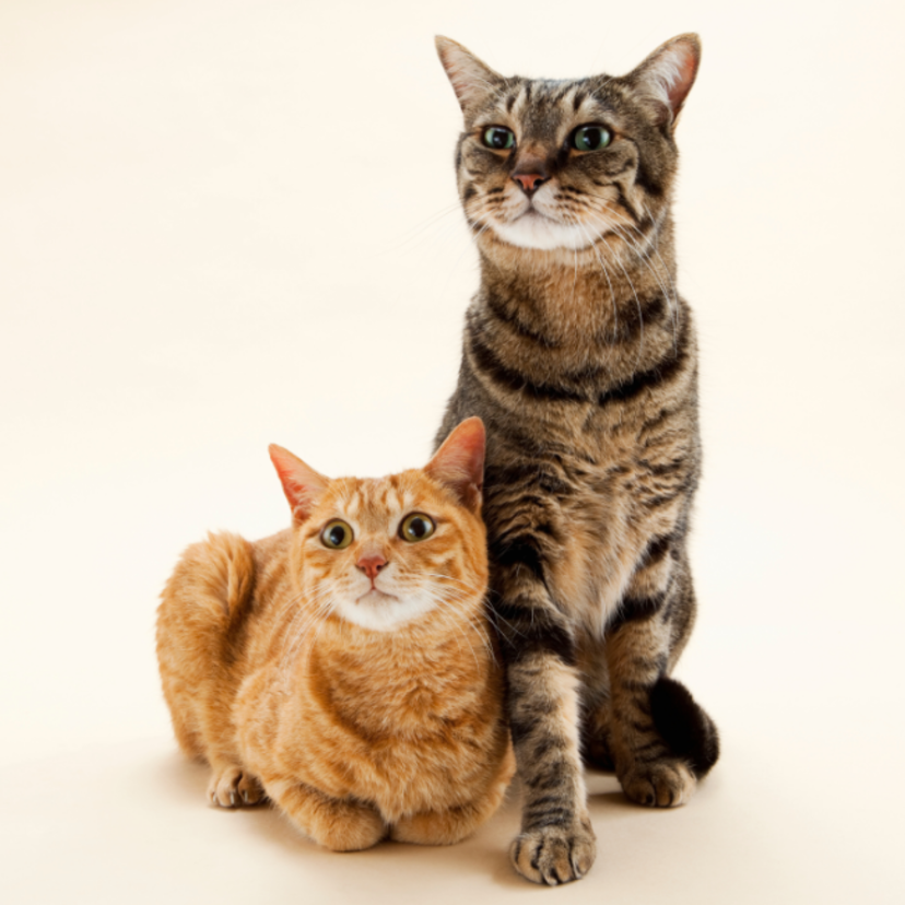 Gato macho ou fêmea: diferenças, características e qual adotar!