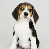 Beagle filhote: preço, características, cuidados e mais! 