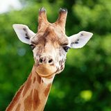 O que significa sonhar com girafa? Pequena, comendo, atacando e mais