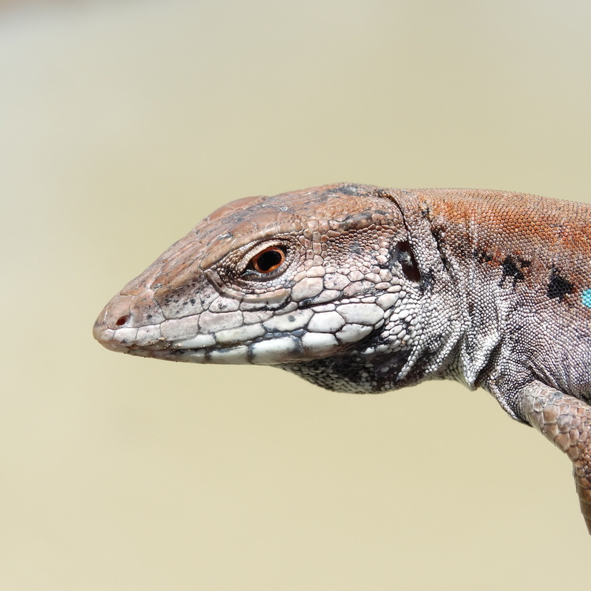 Tipos de lagartos brasileiros: conheça os grandes e pequenos