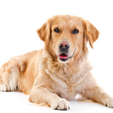 Labrador Retriever: veja personalidade, cores, preço e mais