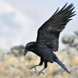 O que significa sonhar com corvo? Preto, filhote, voando e outros
