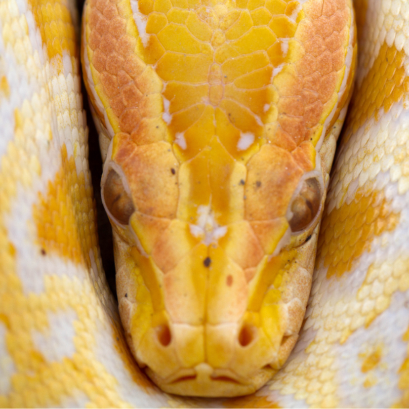 Cobra Píton amarela: curiosidades sobre a serpente! 