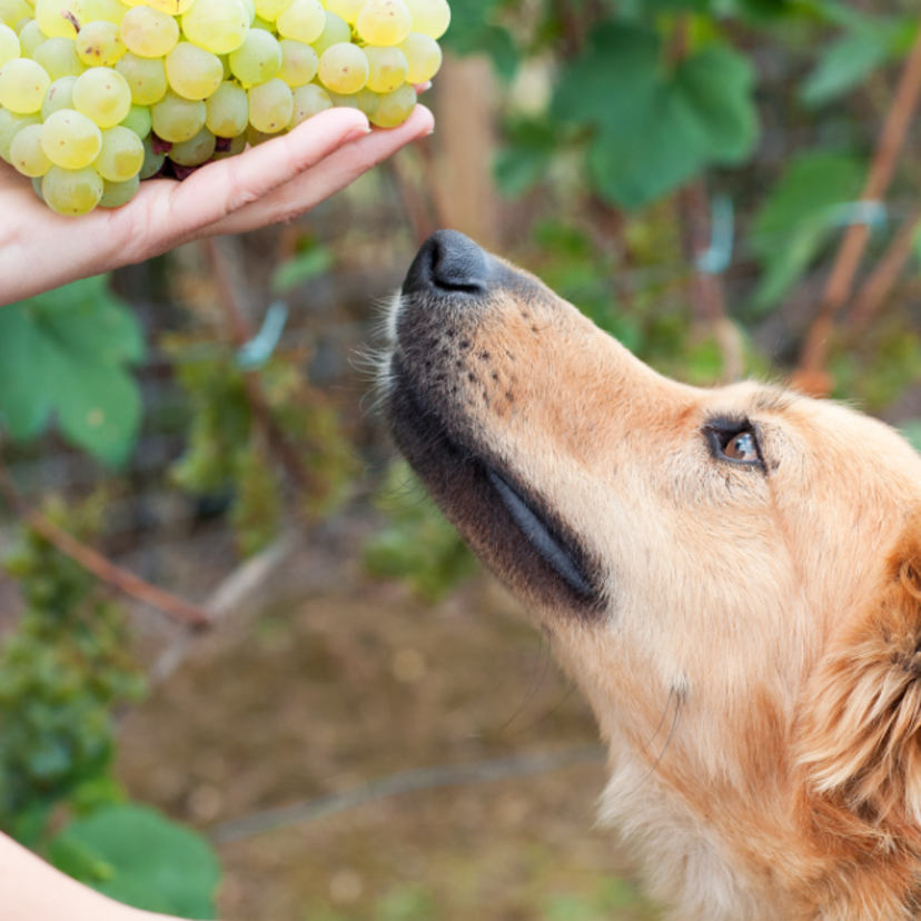 Cachorro pode comer uva natural ou passa? Confira a resposta