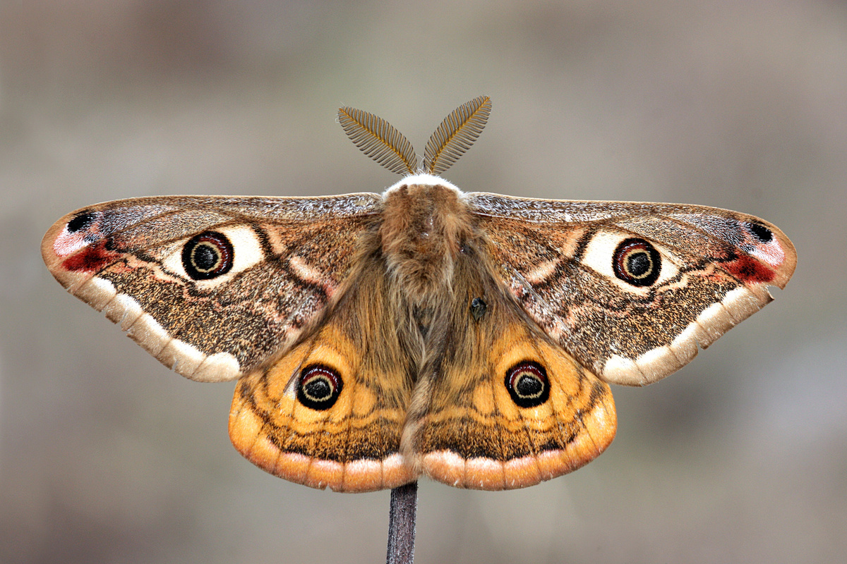 Mariposa é venenosa? Veja os riscos, cuidados e mais curiosidades