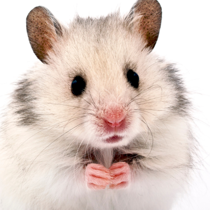  O que significa sonhar com hamster? Branco, morto, filhote e outros