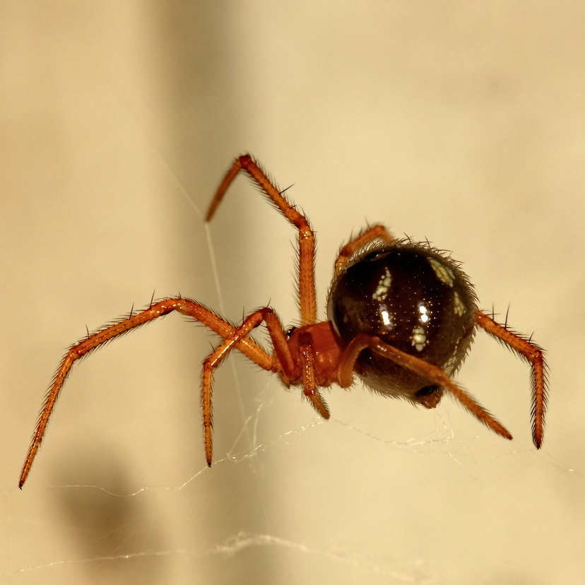 Aranha pequena vermelha: veja características e se ela é perigosa!