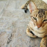 Gato Savannah: veja curiosidades, cuidados, preço e mais