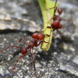 Formigas-cortadeiras: características, métodos de controle e mais!