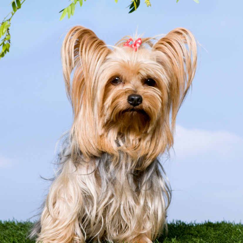 Yorkshire Terrier: veja aparência, preço, cuidados e mais