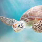Tartaruga marinha: veja espécies, reprodução, habitat e mais