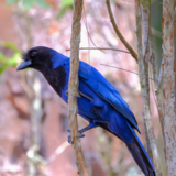 Corvo no Brasil: conheça as gralhas e suas curiosidades