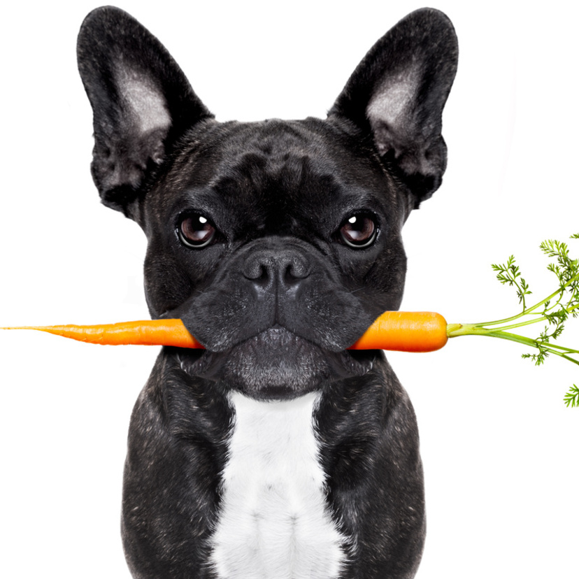 Cachorro pode comer cenoura crua ou cozida? Descubra aqui!