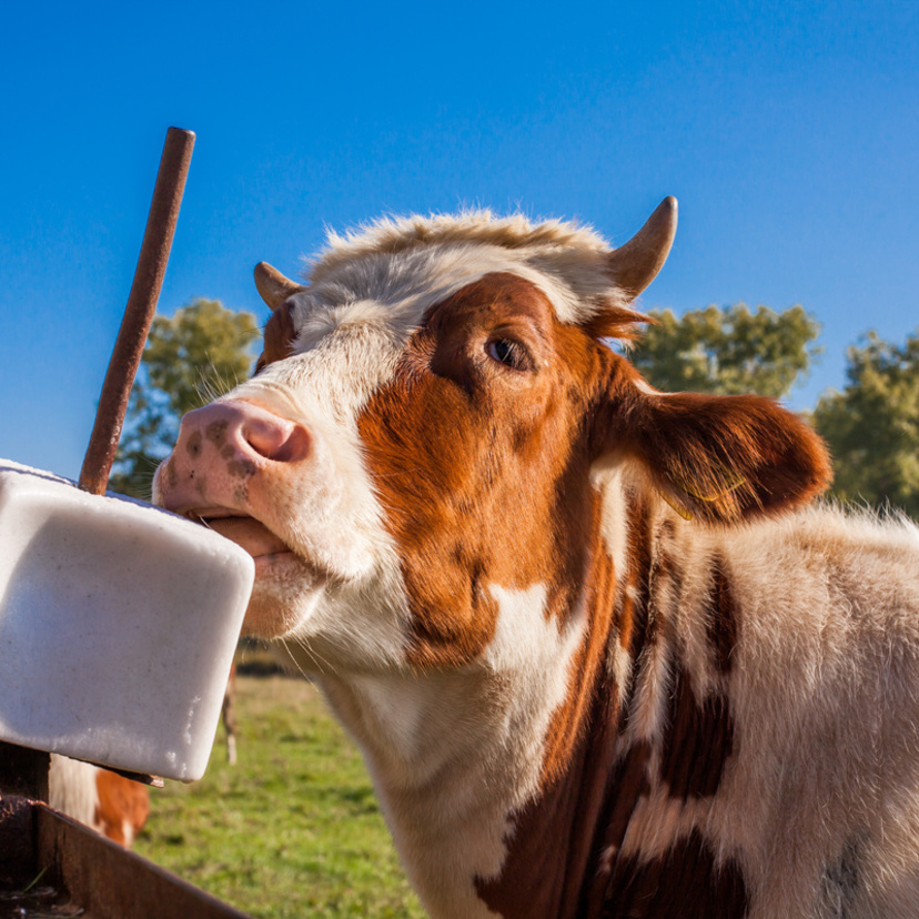 Sal de vaca: veja o que é, funções, consumo por humanos e mais
