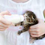 O que dar para filhote de gato comer? Veja opções e cuidados 
