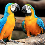 Aves do Brasil: Curiosidades, espécies, tipos e muito mais!