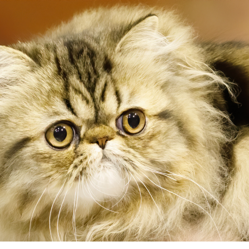 Gato Persa: veja personalidade, cuidados, preço e muito mais